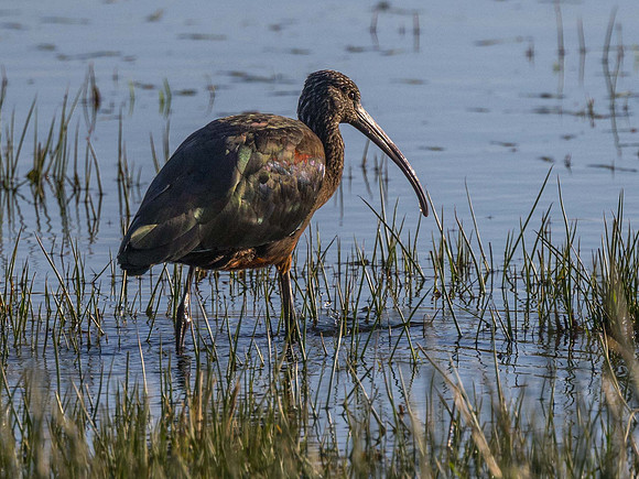 Glossy Ibis