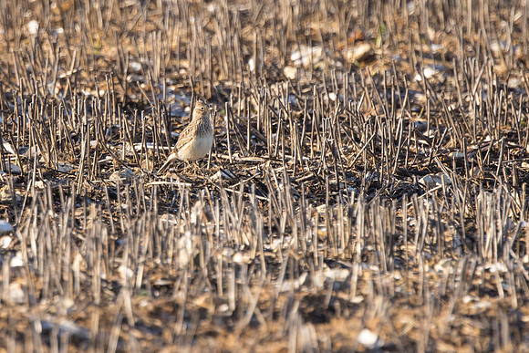 January Skylark!