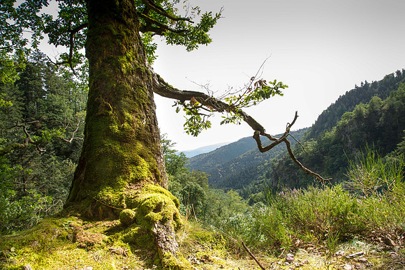 Parc Vosges du Nord