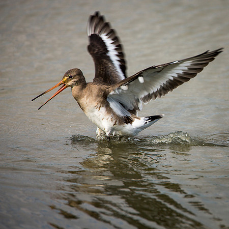 Black Tailed Godwit