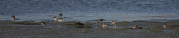 Redshanks