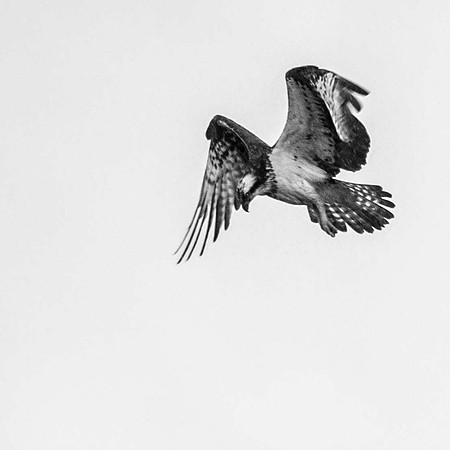 Titchfield Haven Osprey