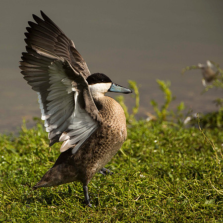 Puna Teal