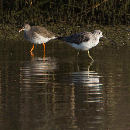 Redshank and greenshank
