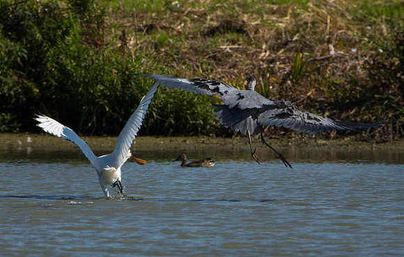 Chased by Heron