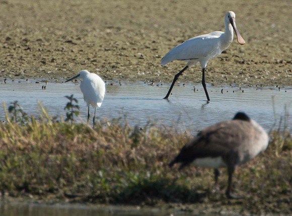 with Little Egret