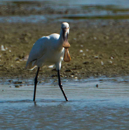 Young Spoonbill (pale beak)