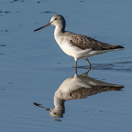 Greenshank