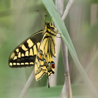 Swallowtail