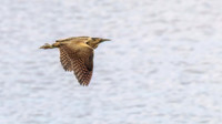 Bittern