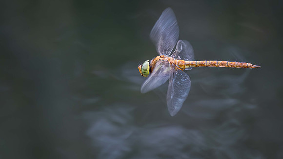 Norfolk Hawker