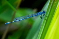Dainty Damselfly