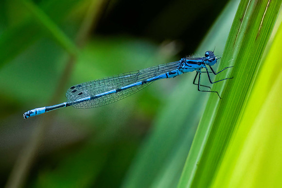 Dainty Damselfly