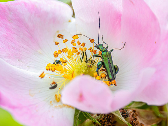 Swollen-Thighed Beetle