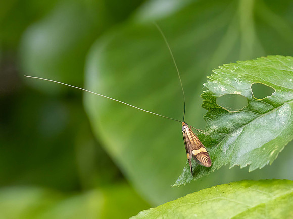 Yellow-Banded Longhorn Moth