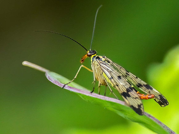 Scorpion Fly