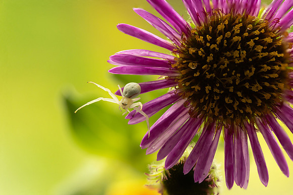 Crab Spider Welcome to my flower!!)