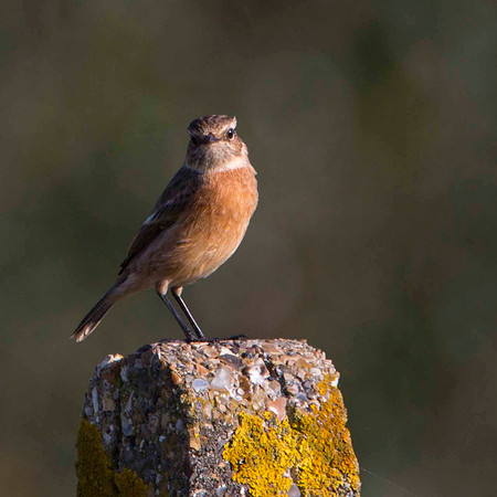 Winchat