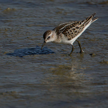 Little Stint