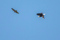 Buzzard Attack