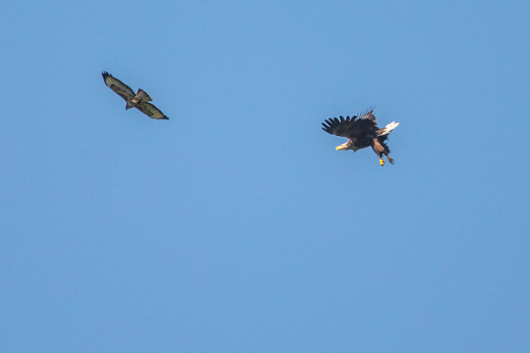Buzzard Attack