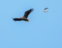 Common Gull attack