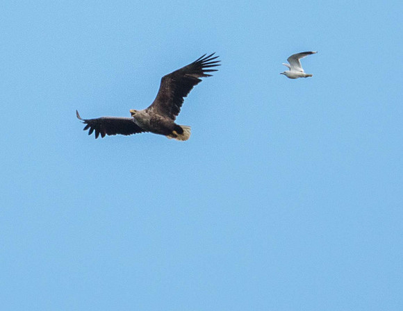 Common Gull attack