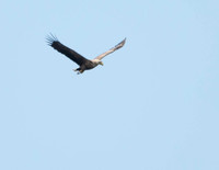 juv, (ring tail)