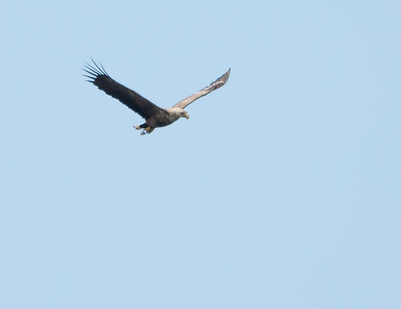juv, (ring tail)