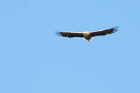 Sea Eagle, Loch Na Keal