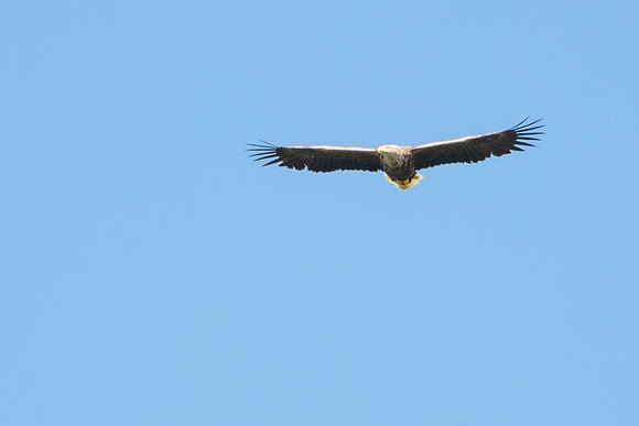 Sea Eagle, Loch Na Keal