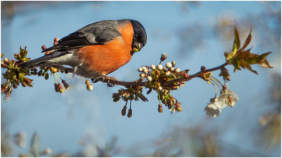 Bullfinch, scored 10 and second, May 21