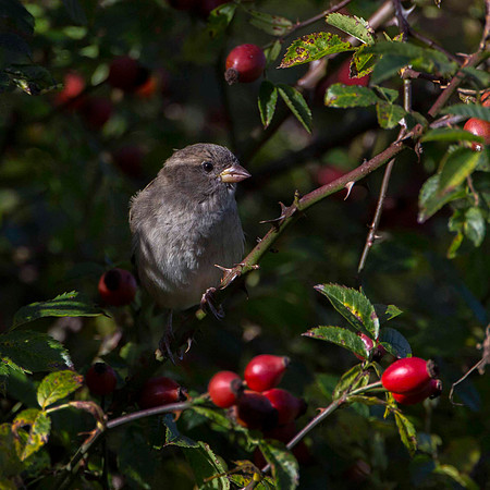 House Sparrow