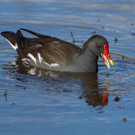 Moorhen