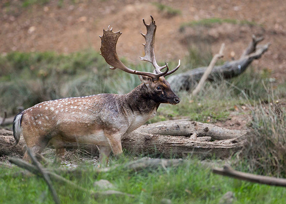 Fallow buck