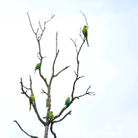 Parakeets