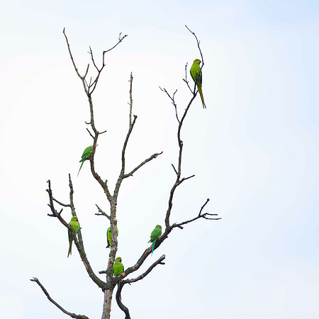 Parakeets