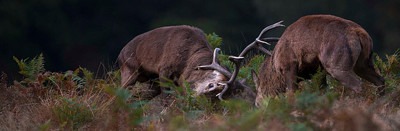 Big boys