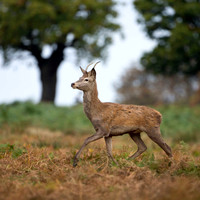 Young buck