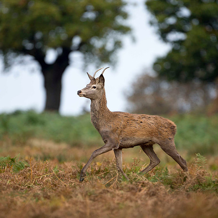 Young buck