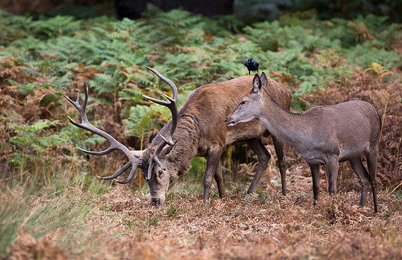 Defeated stag faces the family