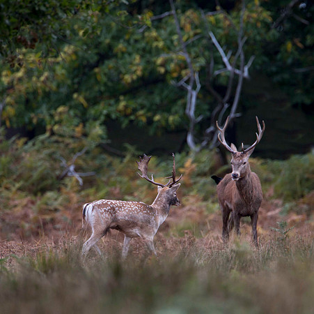 Fallow meets Red