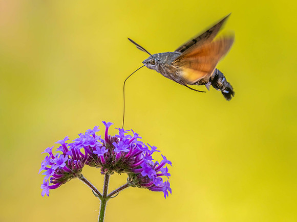 Humming Bird Hawk Moth