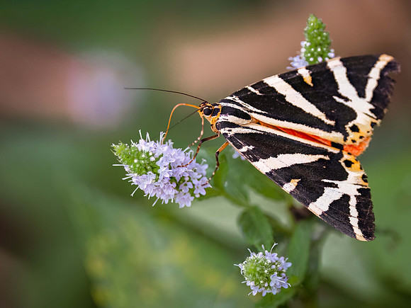 Jersey Tiger Moth