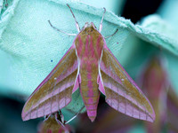 Lynden's Elephant Hawk Moth