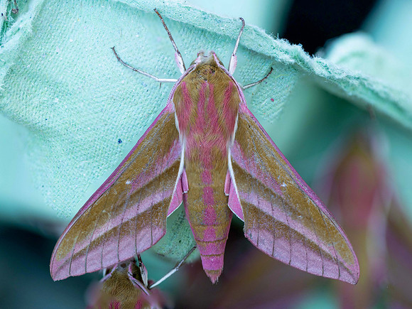 Lynden's Elephant Hawk Moth