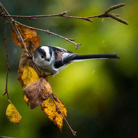 Long Tailed Tit