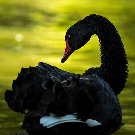 Black Swan, Scored 9.5 September 2014