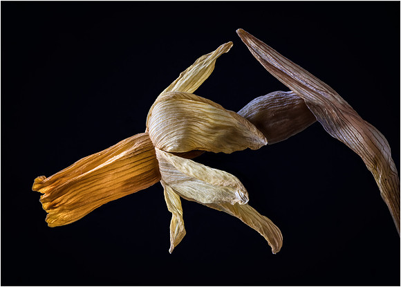 Daffodil, scored 9, 3 April 23
