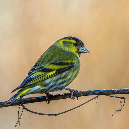 Siskin